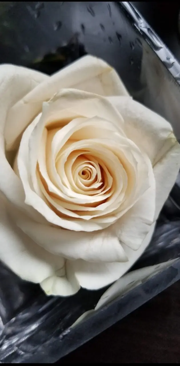 WHITE Rose
