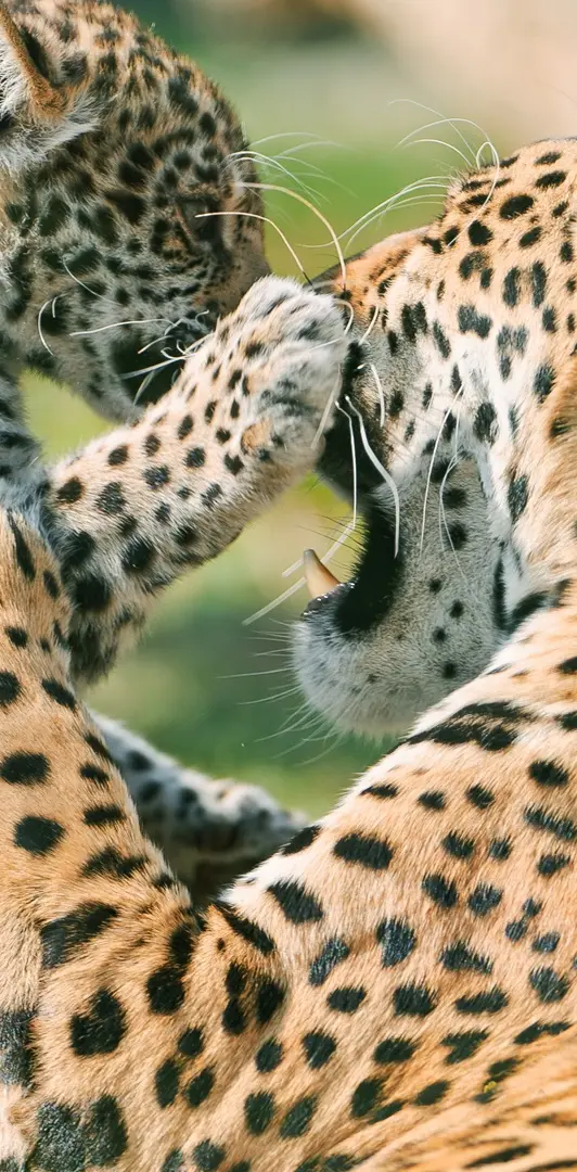 Jaguar Cub Fighting