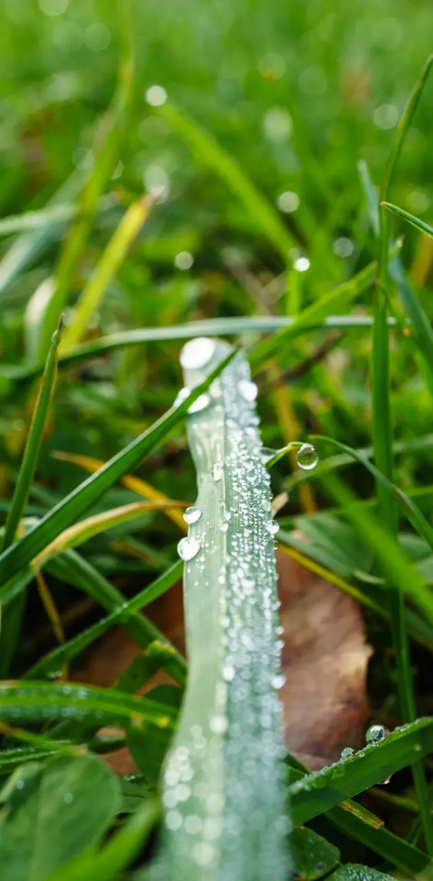 Grass and waterdrops