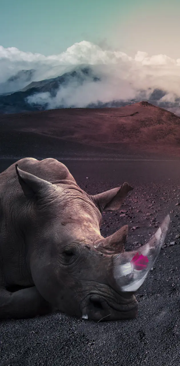 rose rhino