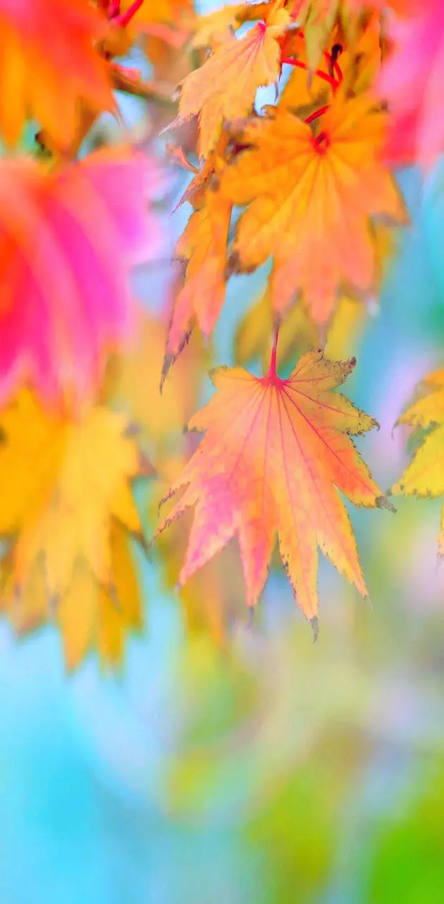 Colorful Autumn