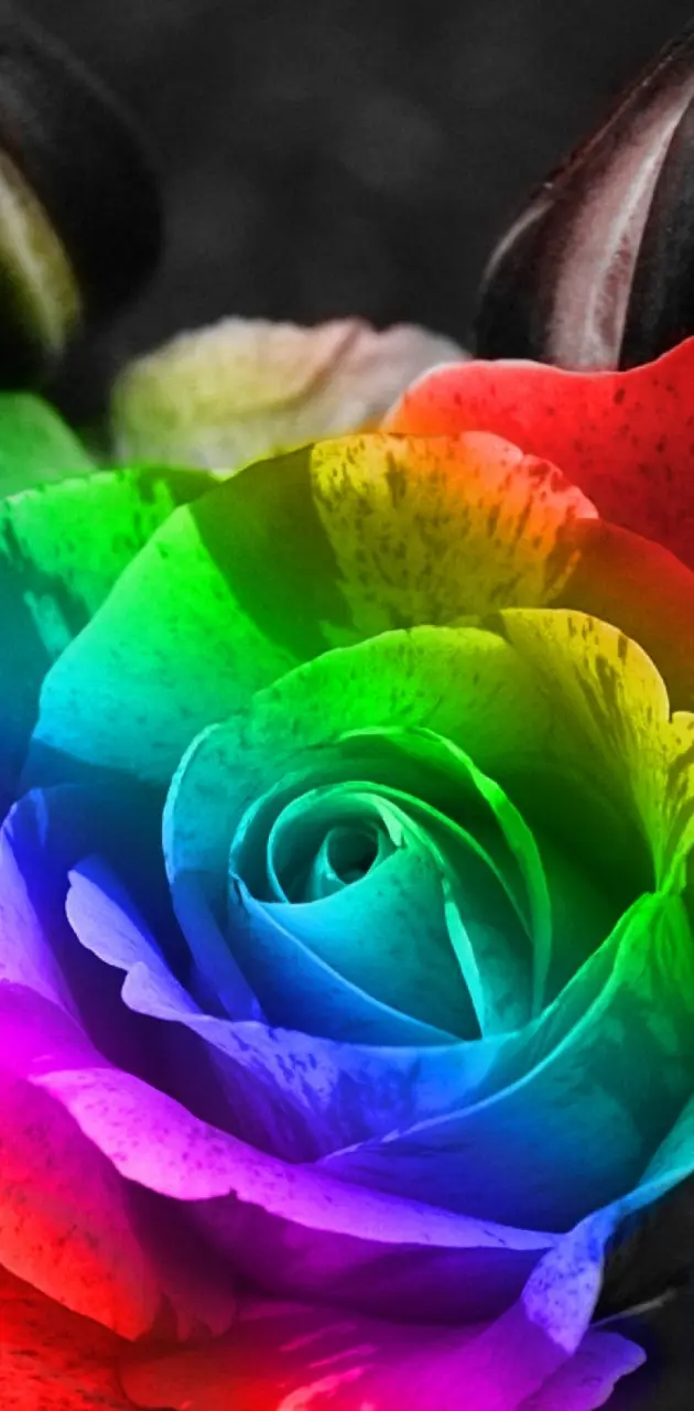 Rainbow Flower wallpaper by _lovey_ - Download on ZEDGE™ | fdae