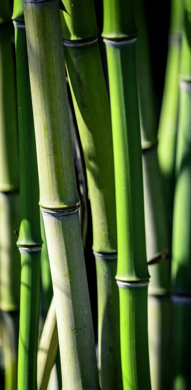 Green bamboo 