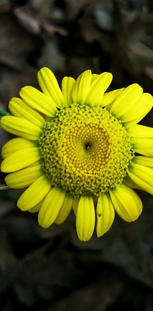 Yellow Flower best