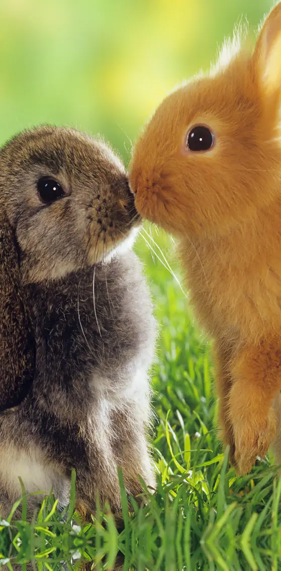 Rabbit Kiss