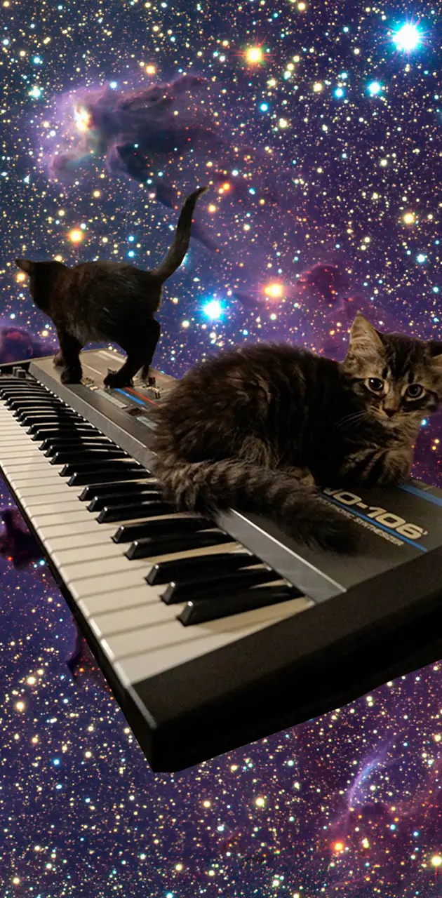 Cats on Keyboard