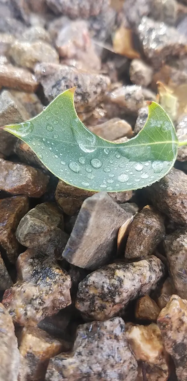 Wet leaf in rocks
