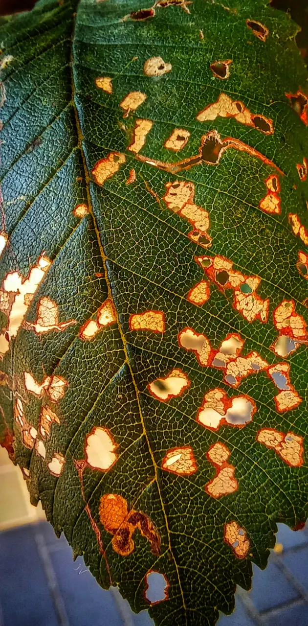 Insect biter Leaf