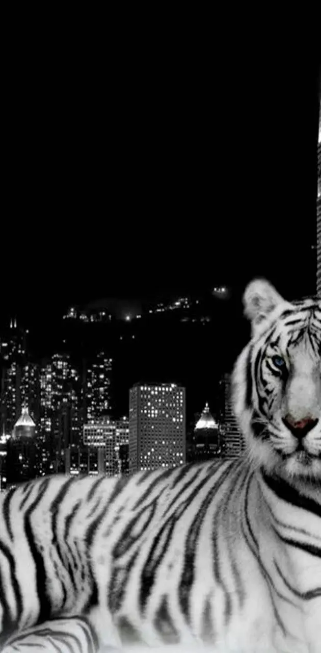 City Tiger