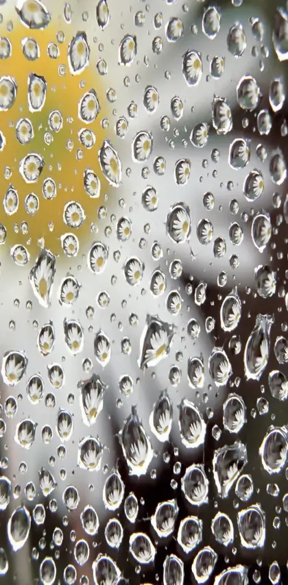 Flower Water Drops