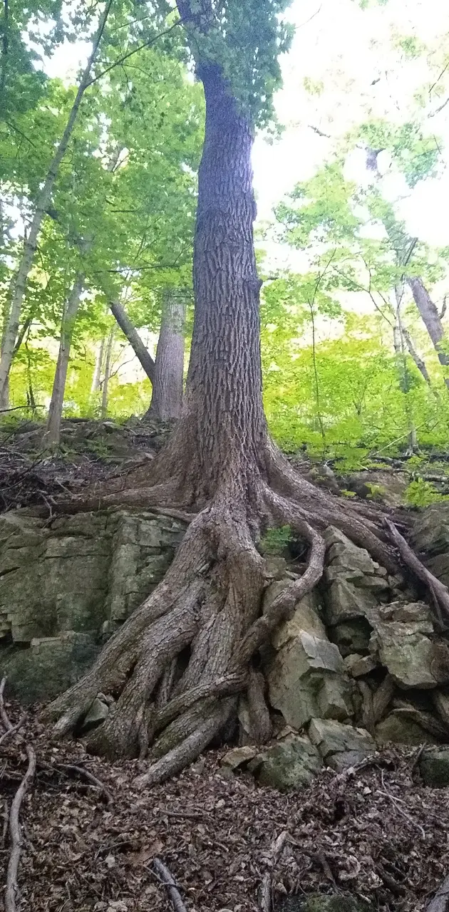 Tree rooted