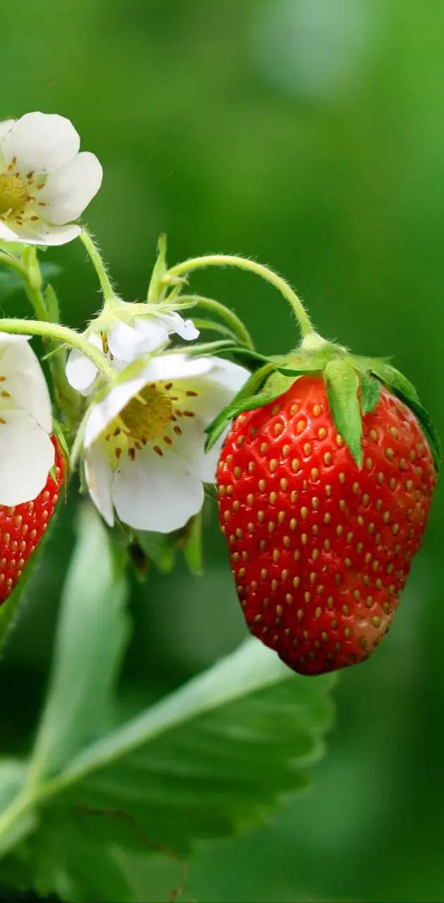 strawberrys