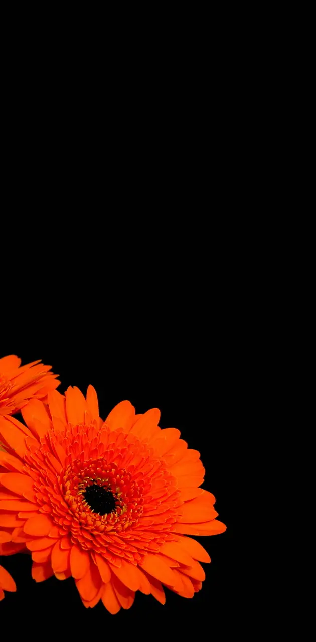 Orange Flowers Hd