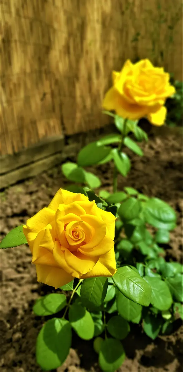 Yellow Rosebush