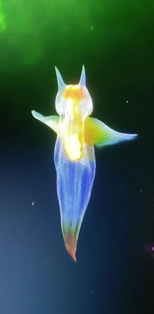 Angel jellyfish
