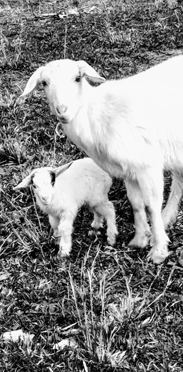 Momma goat