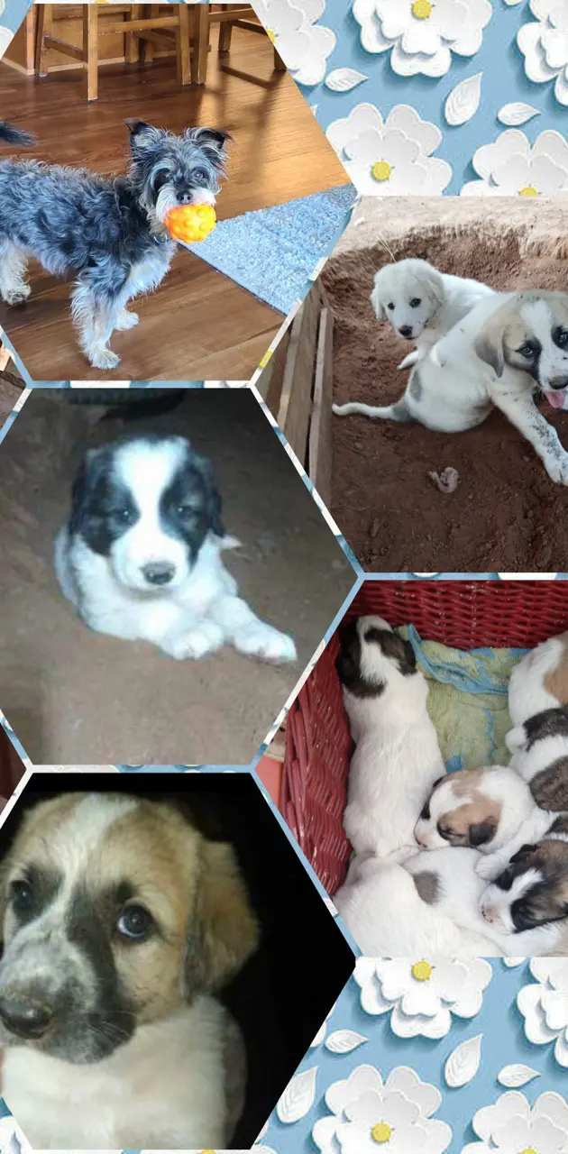 Puppy collage 