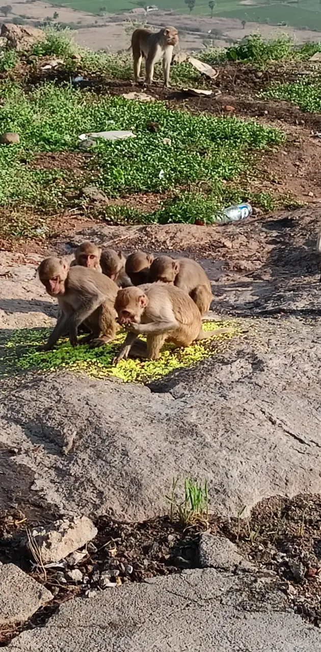 Monkeys taking food