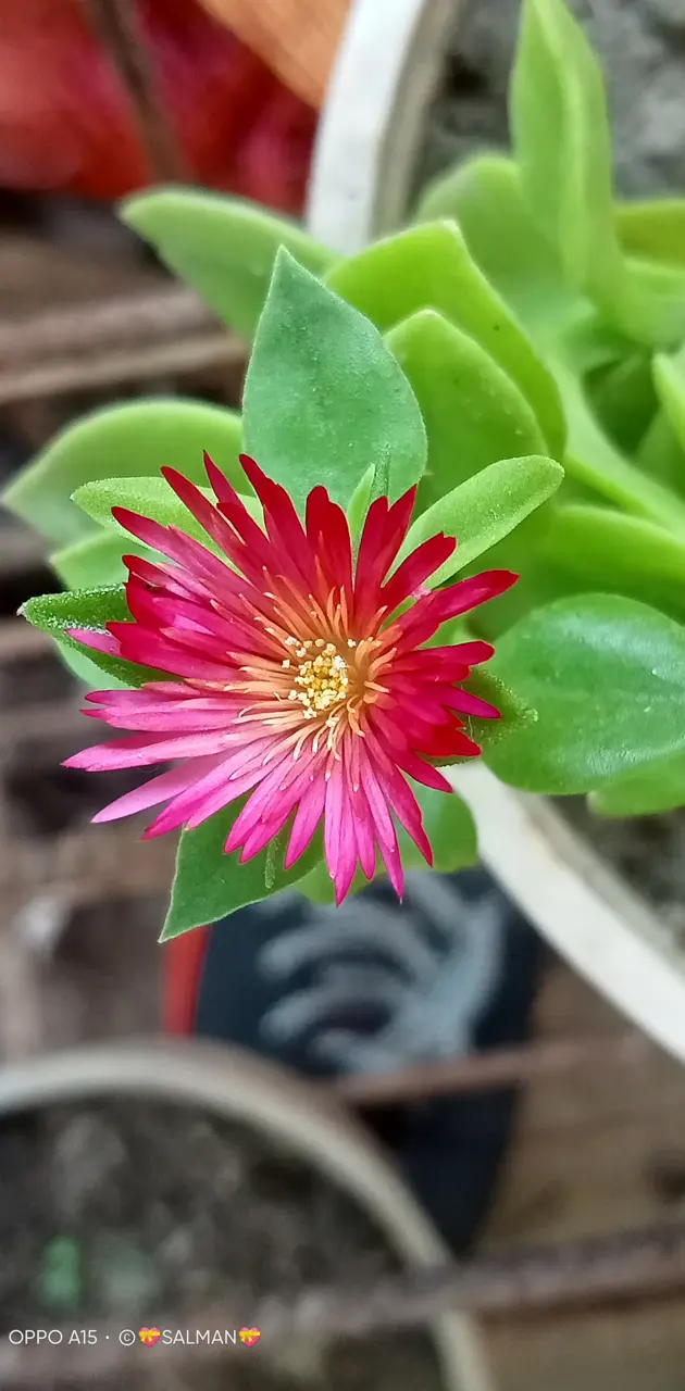 Red ice plant