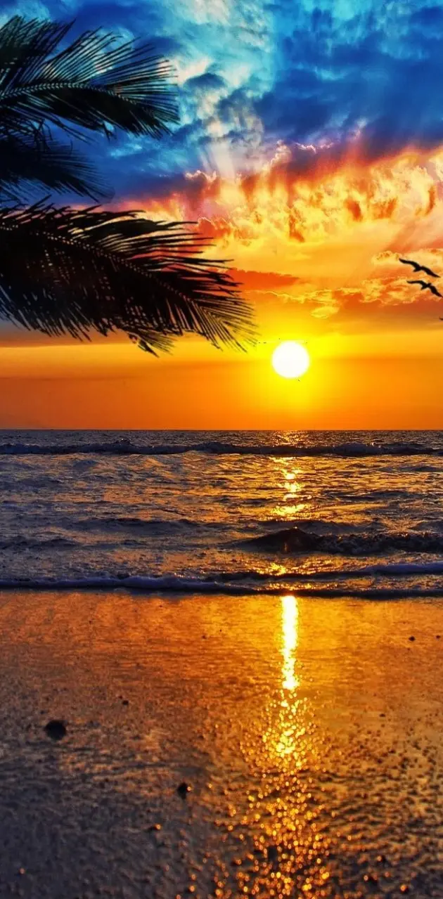 Sunset wallpaper by hellangell0804 - Download on ZEDGE™ | a11a