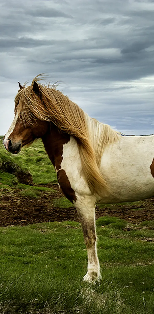 Captivating Horse
