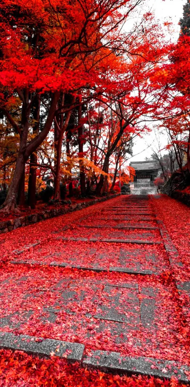 Red Autumn View