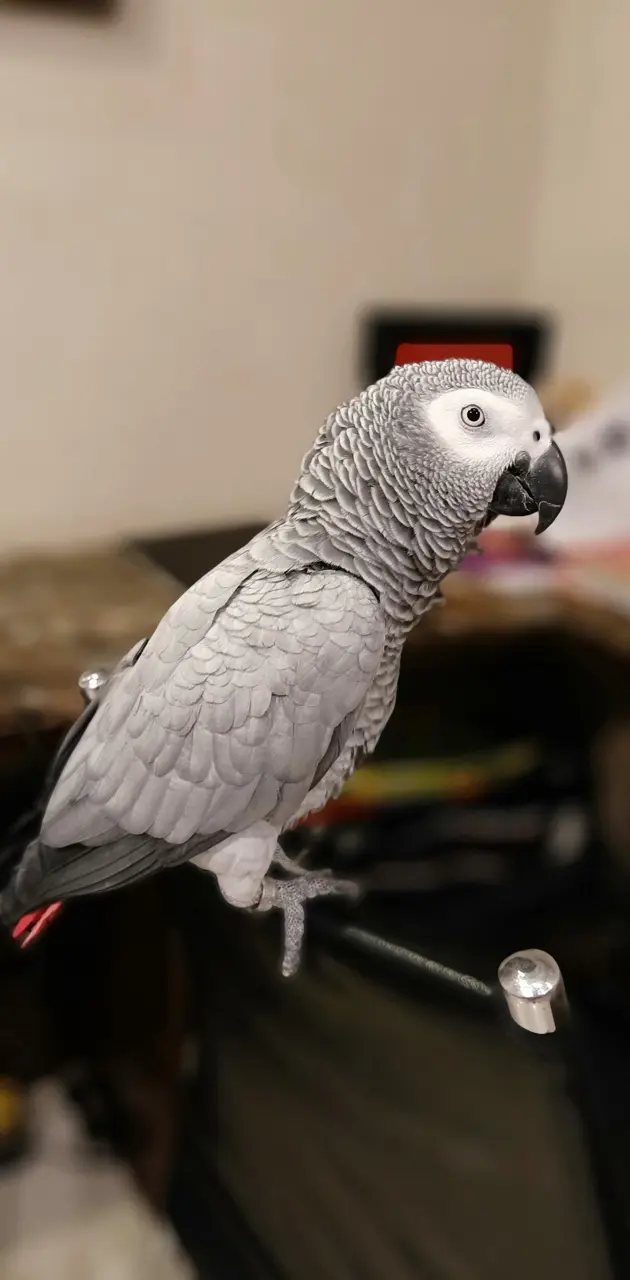 Animals parrots