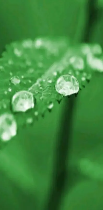 Leaf water drop