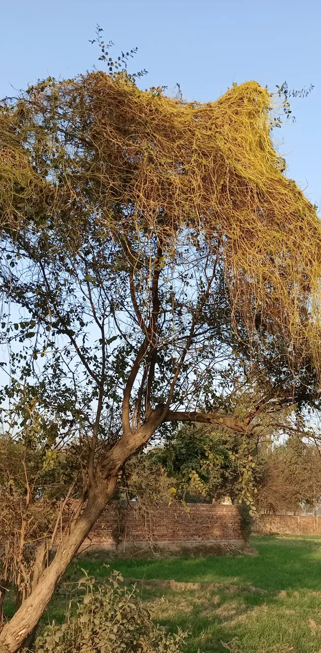 Tree In punjab 