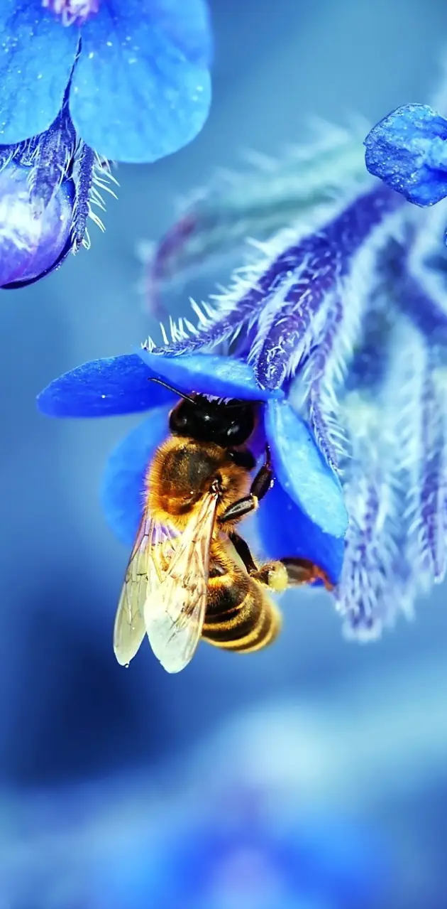 Bee