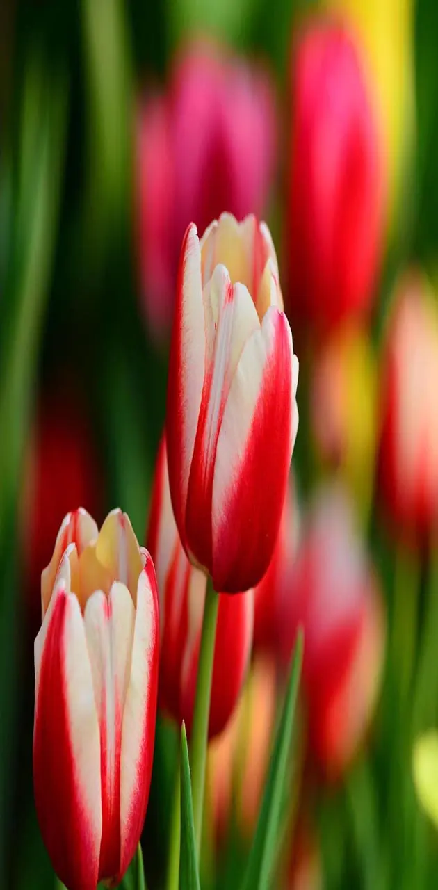 Tulip Flowers