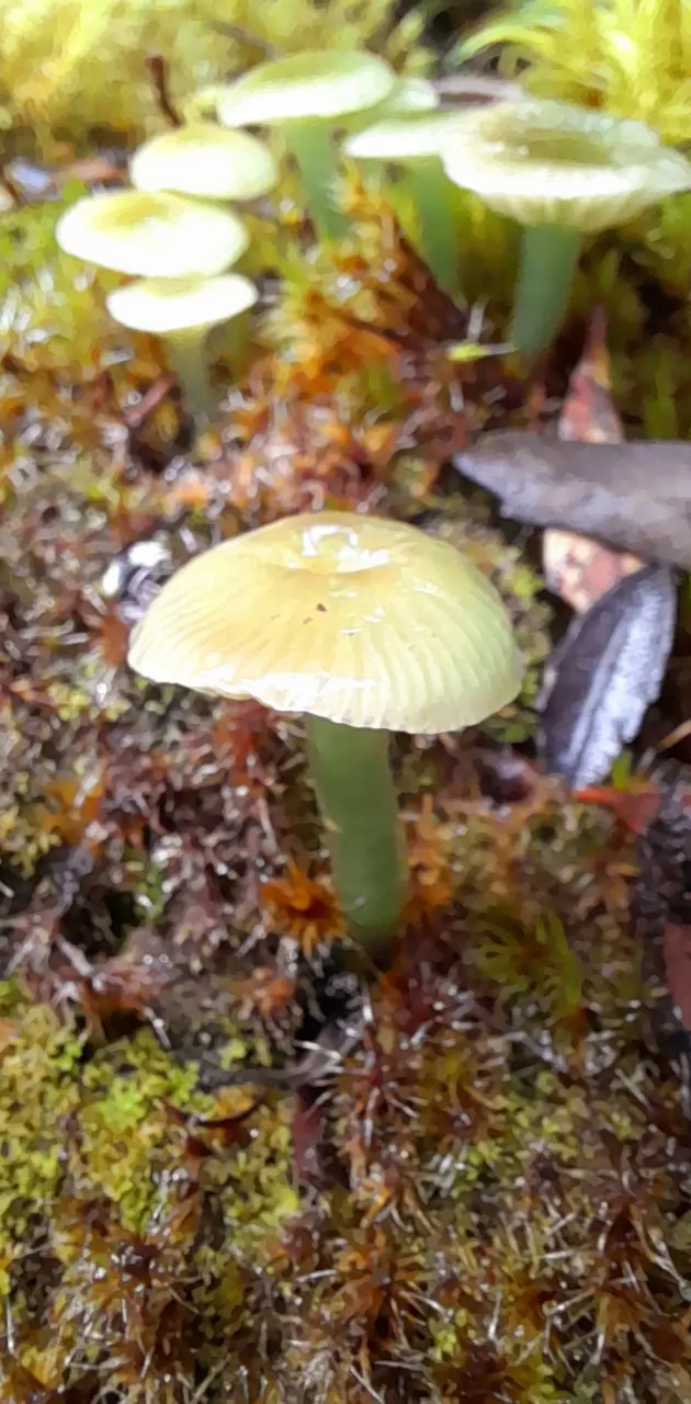 Wildwood mushrooms 