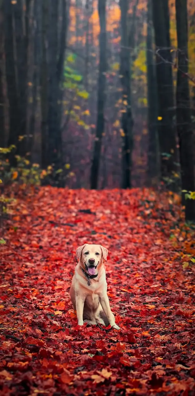 Labrador Retriever