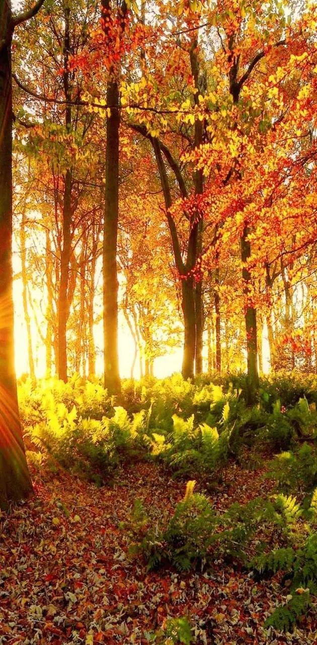 Sunlight Forest