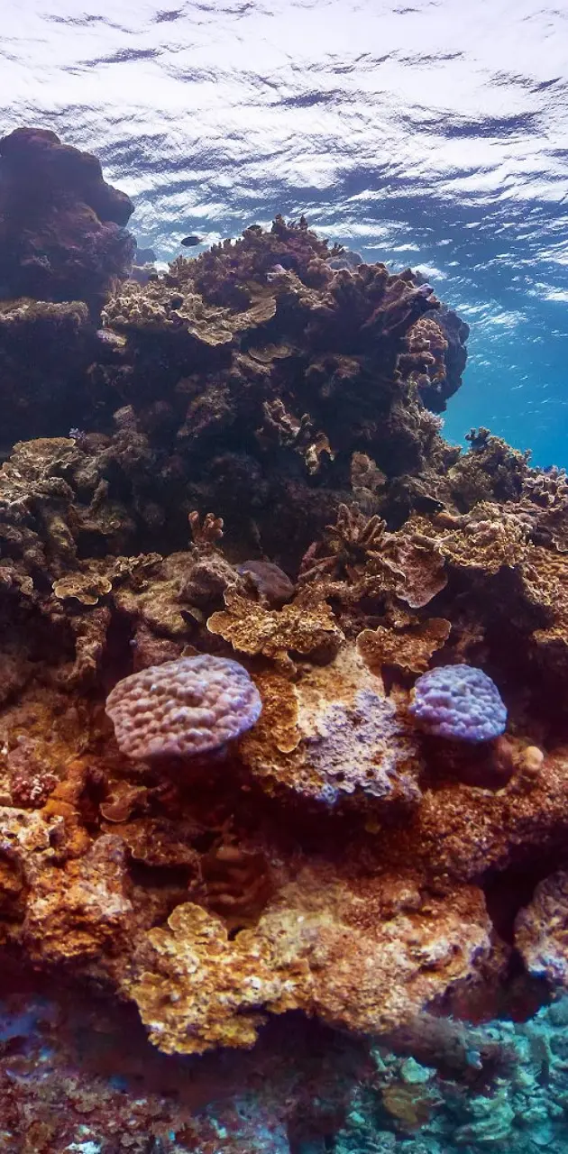 Bariera de corali