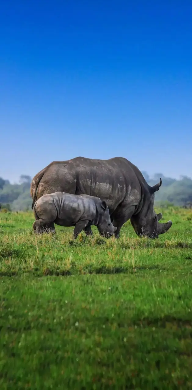 Mother rahino 
