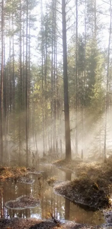 Mist And Trees
