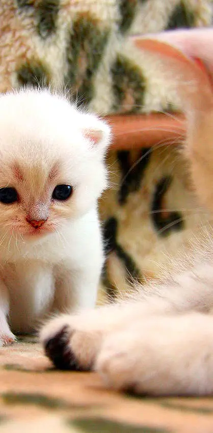 Cute Baby Cats