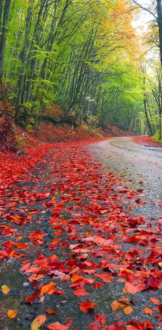 Autumn Road Hd