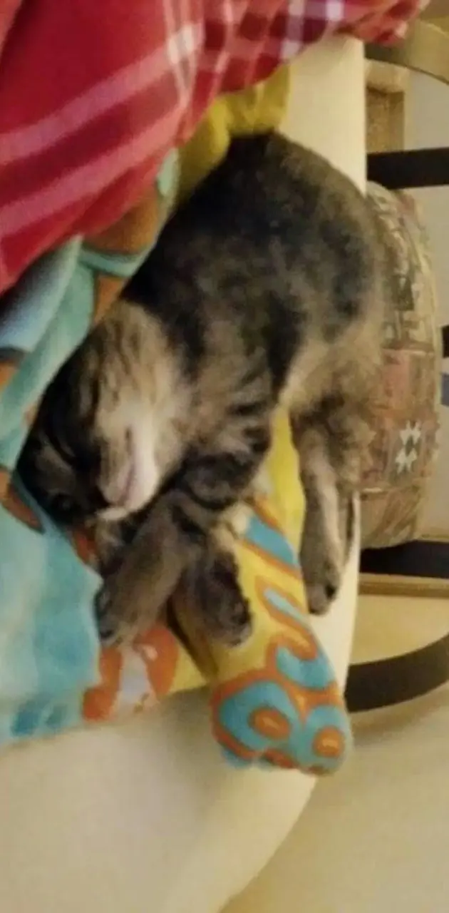 Kitten sleeping time