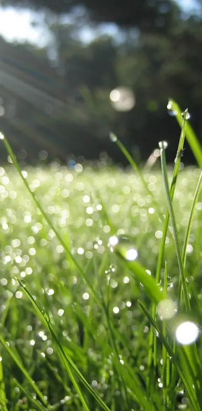 The Wet Green Grass