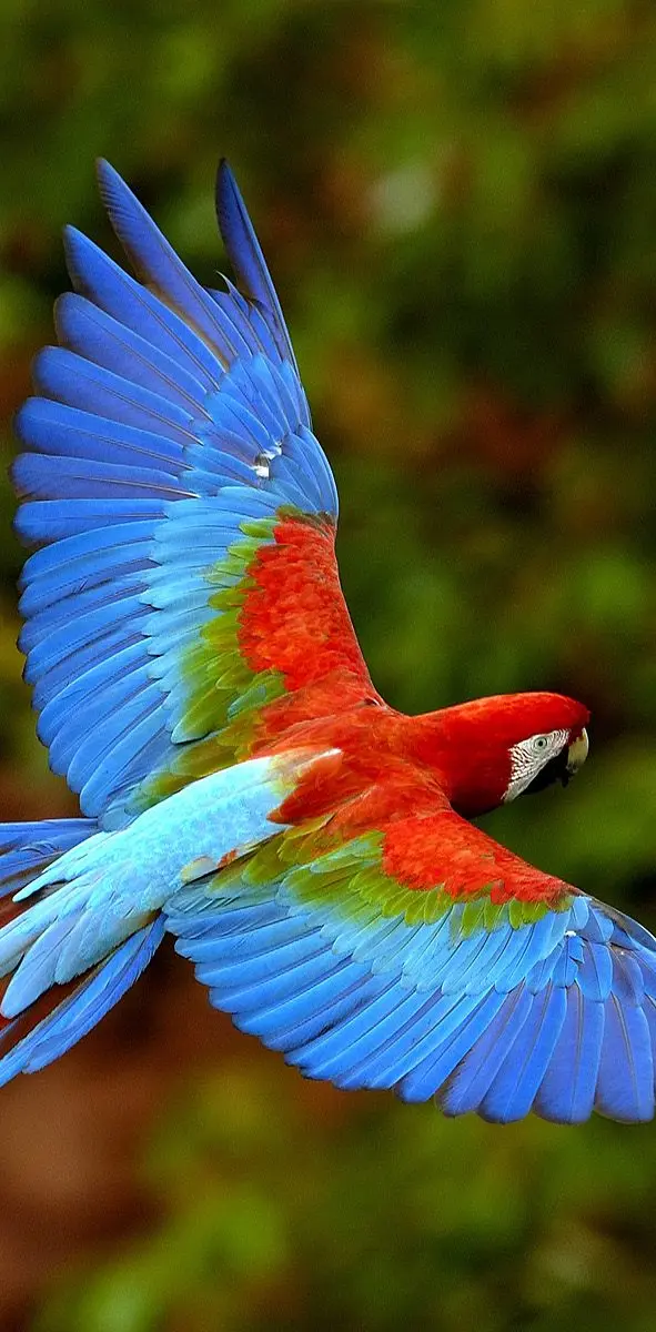 Exotic Bird