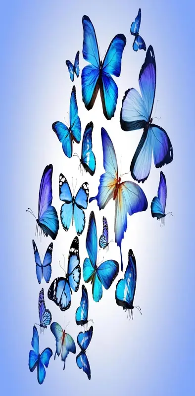 butterflies