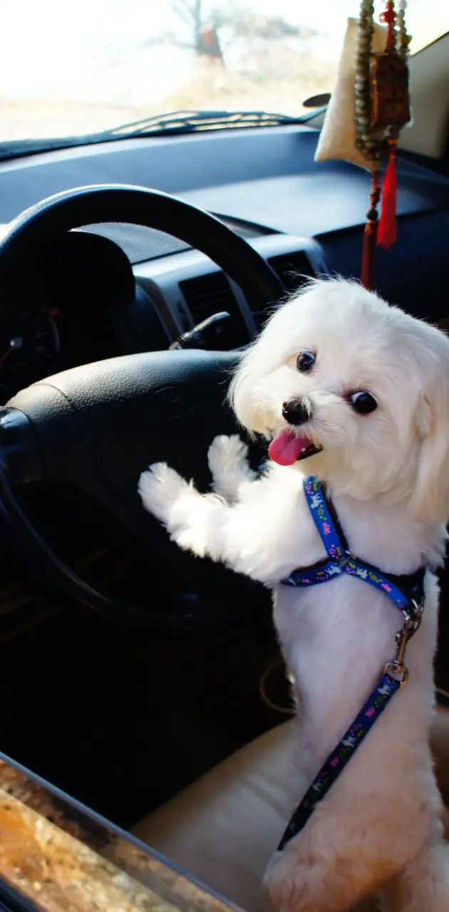 Driving puppy