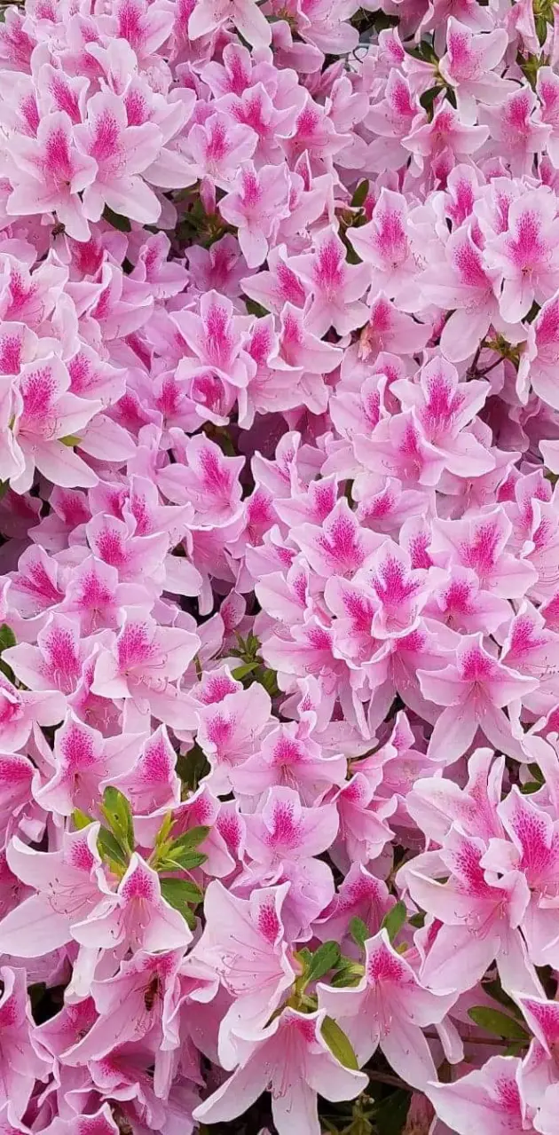 Pink Blooms
