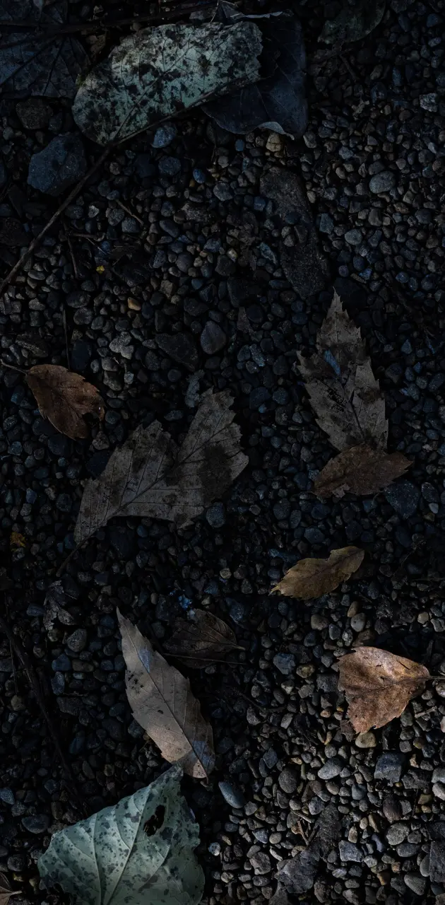 Leaves and rocks