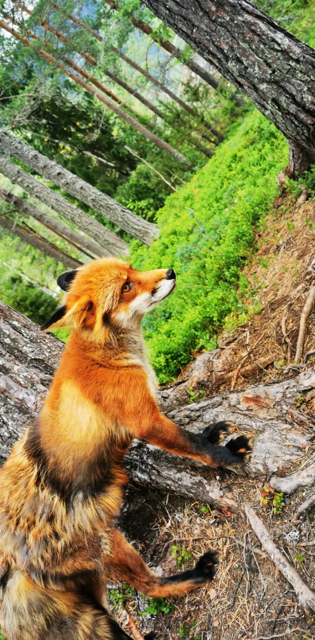 Norwegian fox