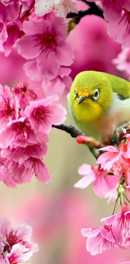 Bird in Blossoms