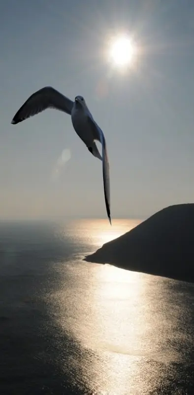 Seagull Sunrise