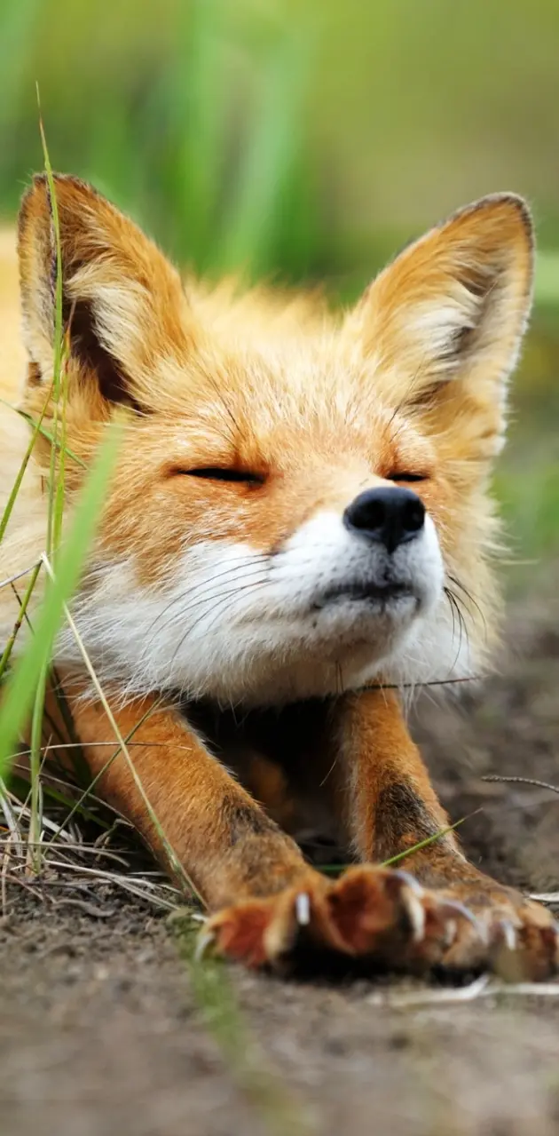 Fox Resting